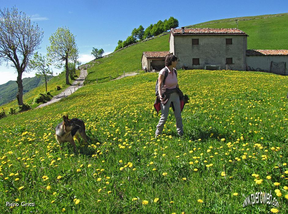 24 ...grande prato pieno di cicoria-tarassaco.jpg